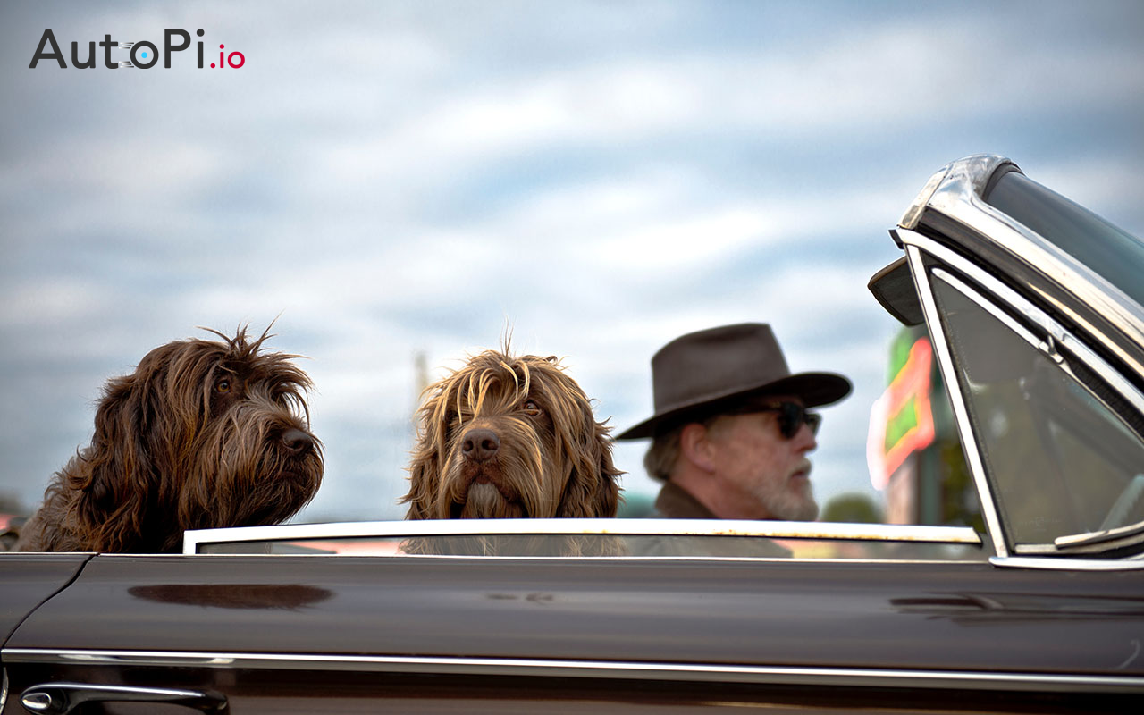 Dogs sitting in a car