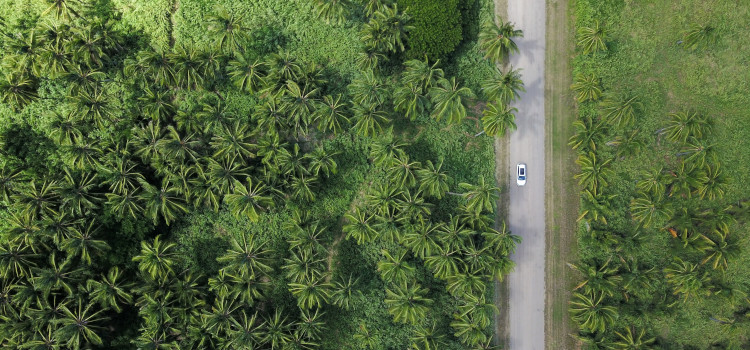 Car driving between green trees